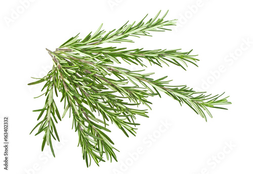Sprigs of rosemary on a white background