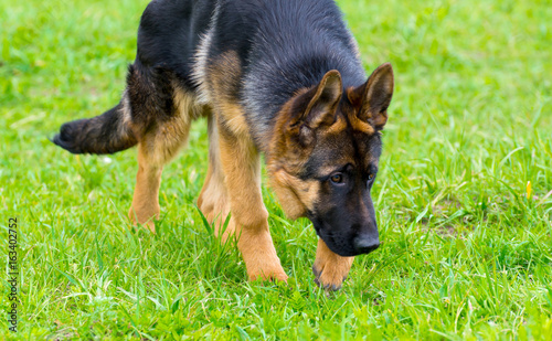 German shepherd tracker dog working outdoor