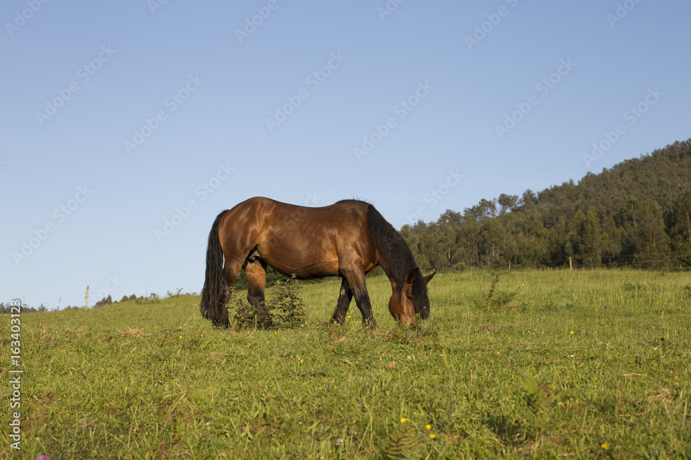 Brown horse