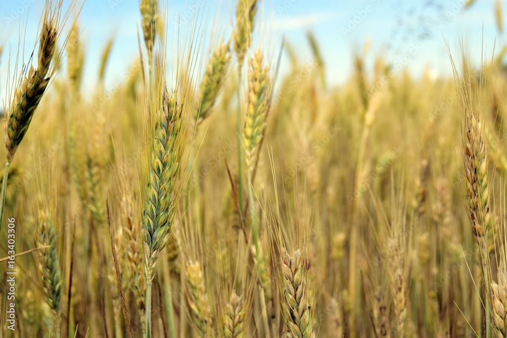 Grain ears grow in the field. Agricultural harvest. Rural landscape. Grain ears grow in the field. Agricultural harvest. Rural landscape.