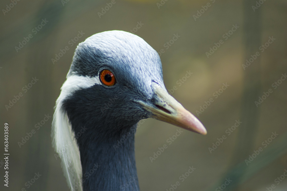 The portrait of a Demoiselle crane The portrait of a Demoiselle crane