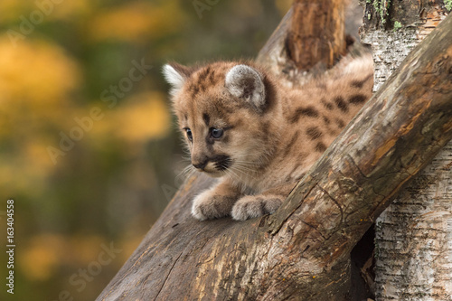 Female Cougar Kitten (Puma concolor) on Tree Branch