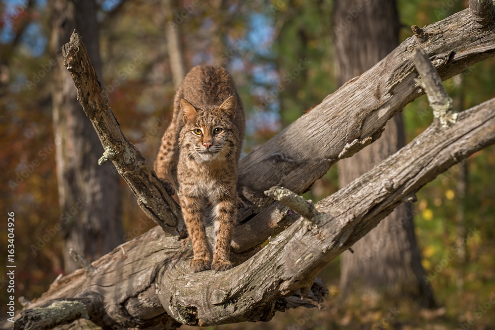 Fototapeta premium Bobcat (Lynx rufus) Stares Out From Log