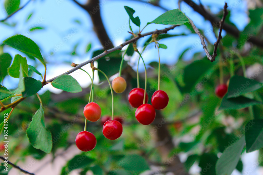 Growing cherry