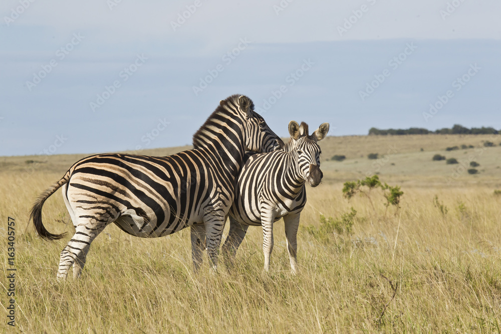 Naklejka premium Zebra resting its head on the back of the other