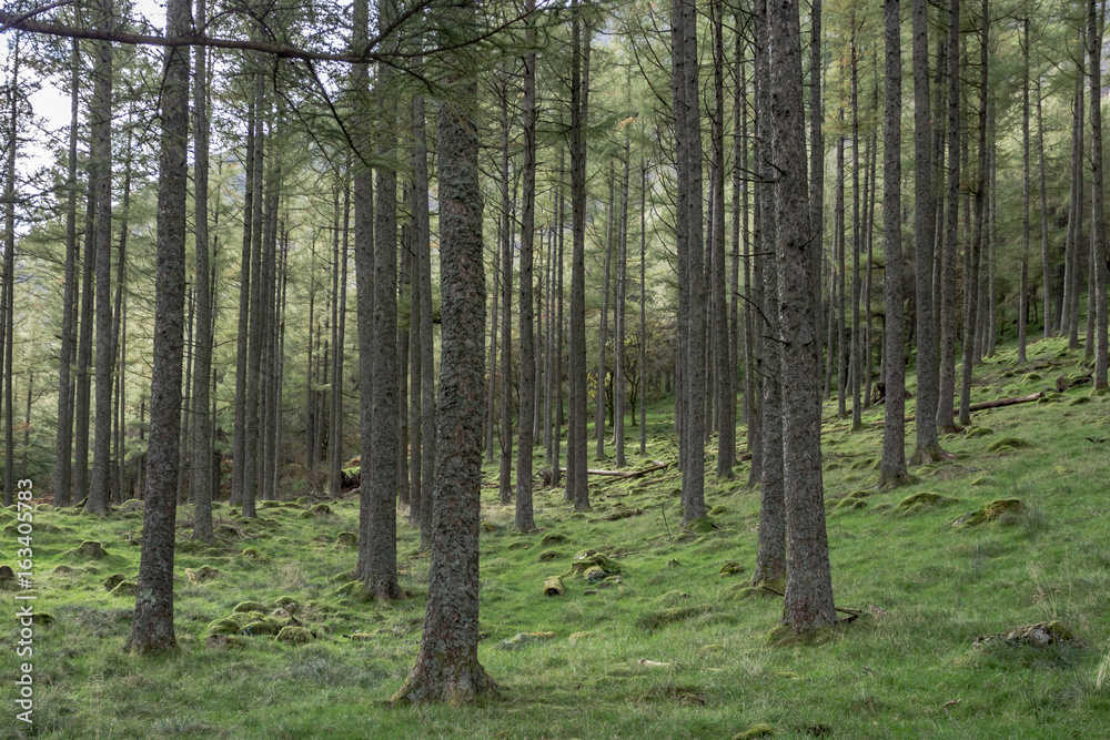 Naklejka premium Buttermere, Lake District
