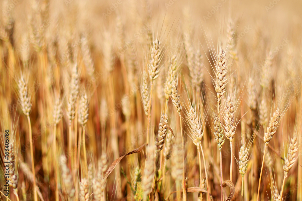 Spikes of ripe wheat. Golden winter wheat field in sunlight closeup, shallow depth of field. Agriculture, agronomy and farming background. Harvest concept. Spikes of ripe wheat. Golden winter wheat field in sunlight closeup, shallow depth of field. Agriculture, agronomy and farming background. Harvest concept.