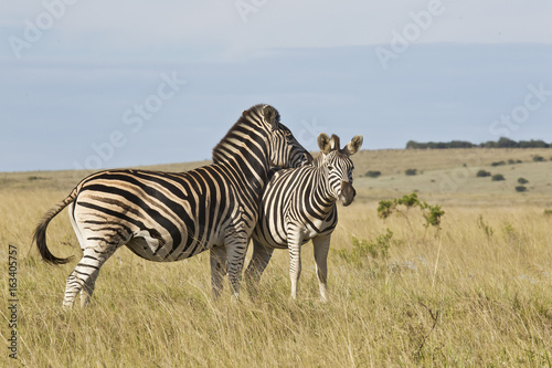 Zebra resting its head on the back of the other