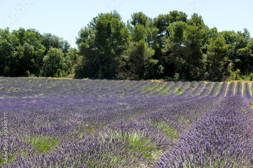 lavandes en Provence