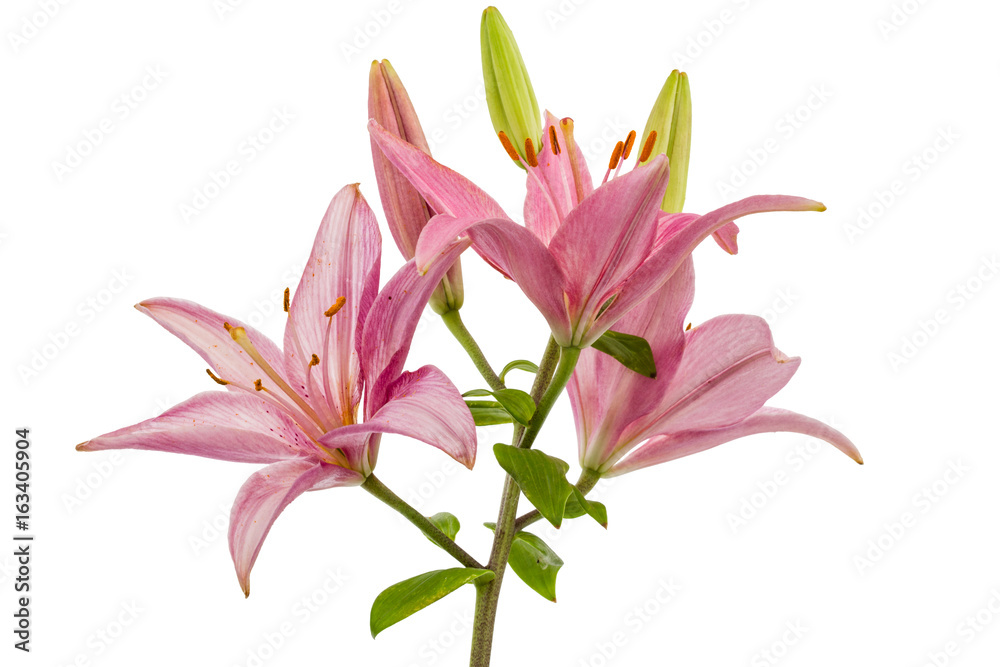 Fototapeta premium Flower of a pink lily, isolated on white background