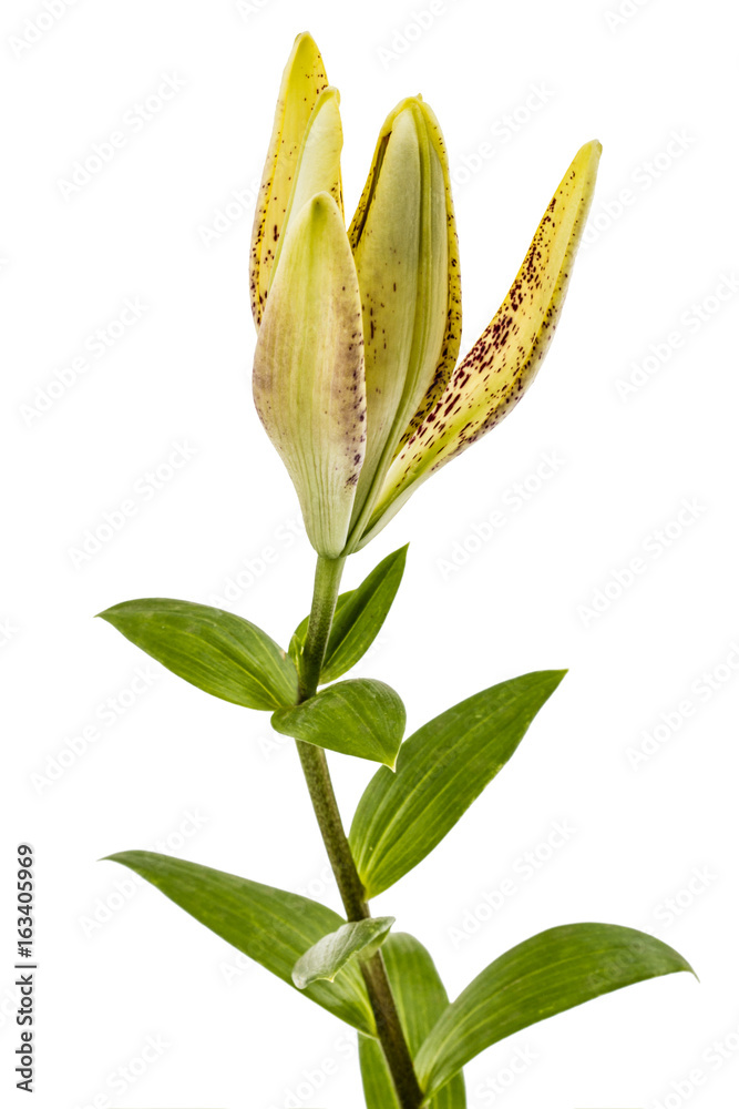 Bud of brindle lily flower, isolated on white background