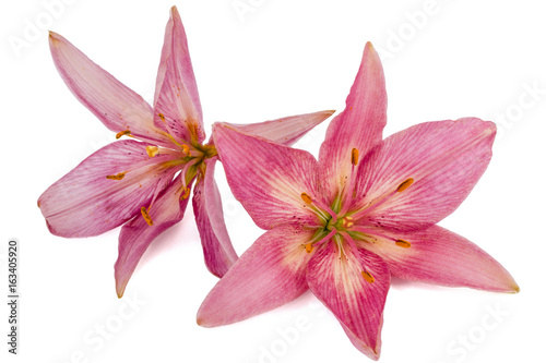 Flower of a pink lily  isolated on white background