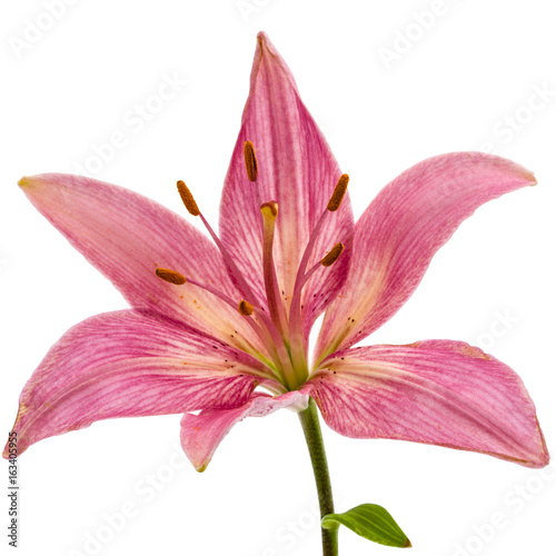 Flower of a pink lily, isolated on white background