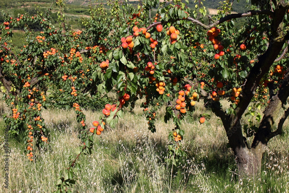 Abricots de la Drôme France