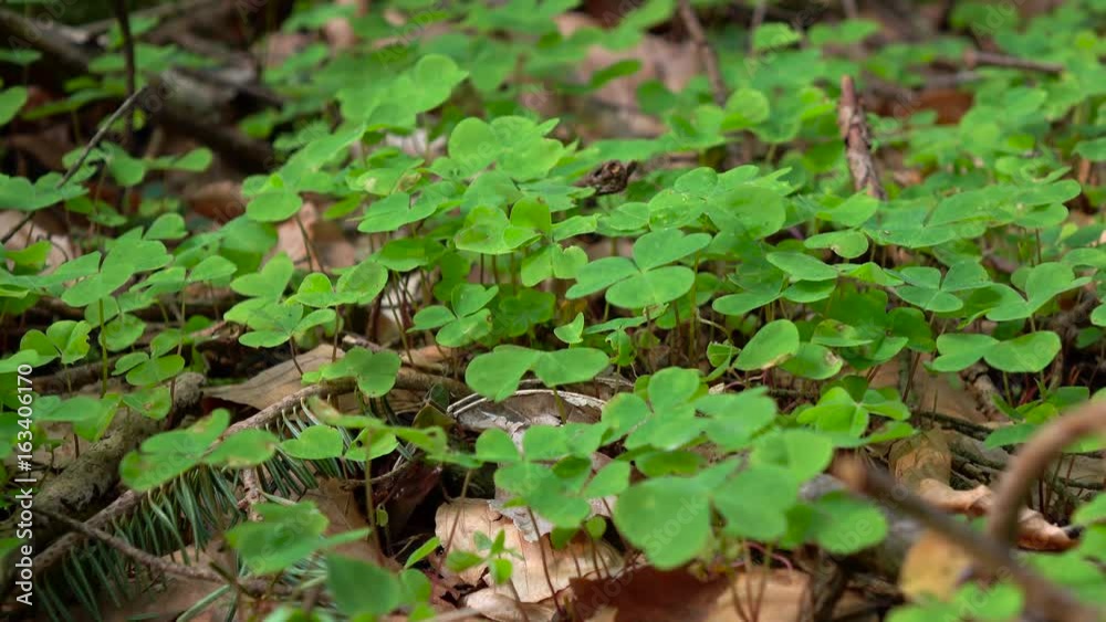 Spring young green clover stirs from the whiff of wind Spring young green clover stirs from the whiff of wind