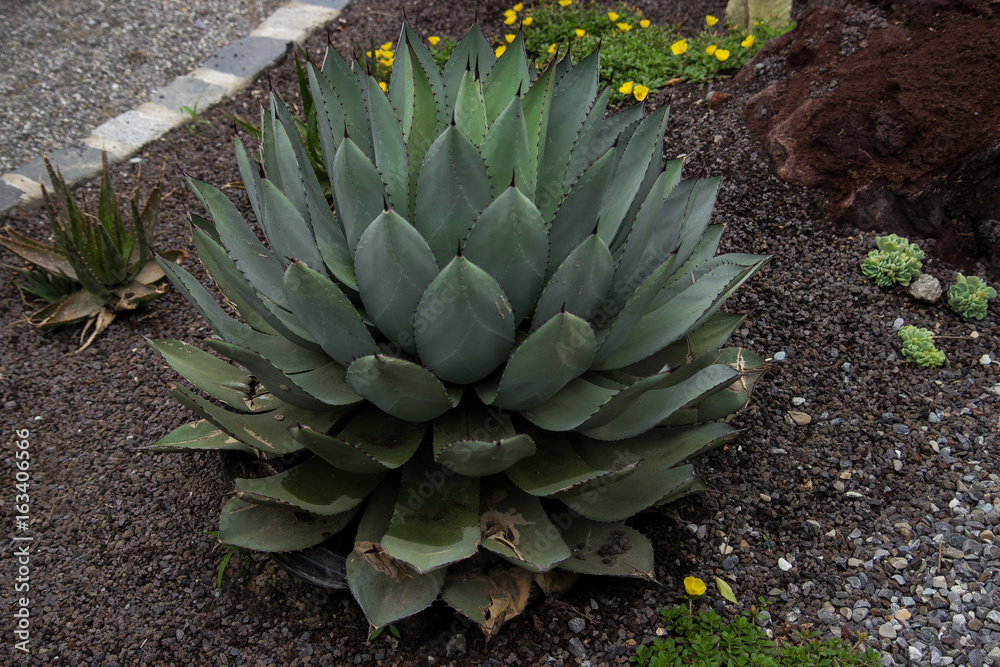 Agave Agave