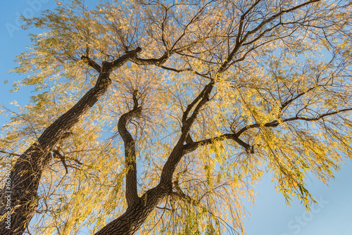 Golden willow trees