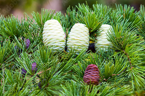 Foliage and (small brown male, female brown mature and immature) cones of Himalayan cedar (Cedrus deodara).