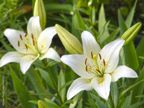 Lilies. Summer flowers.