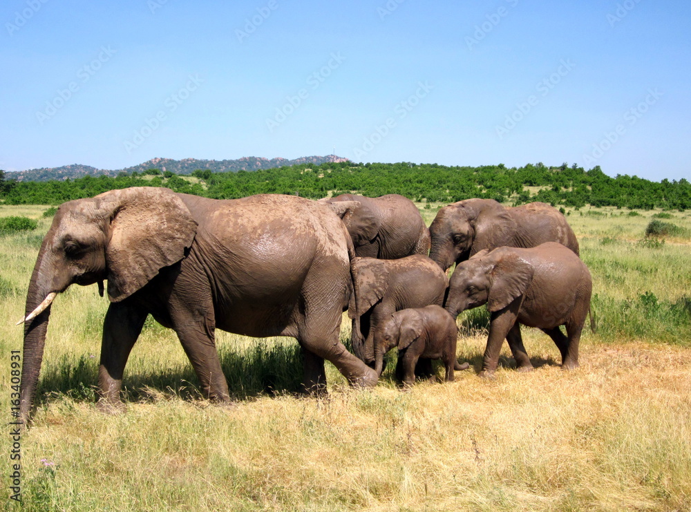 Very cohesive, friendly elephant family in Tanzania, Ruaha national park