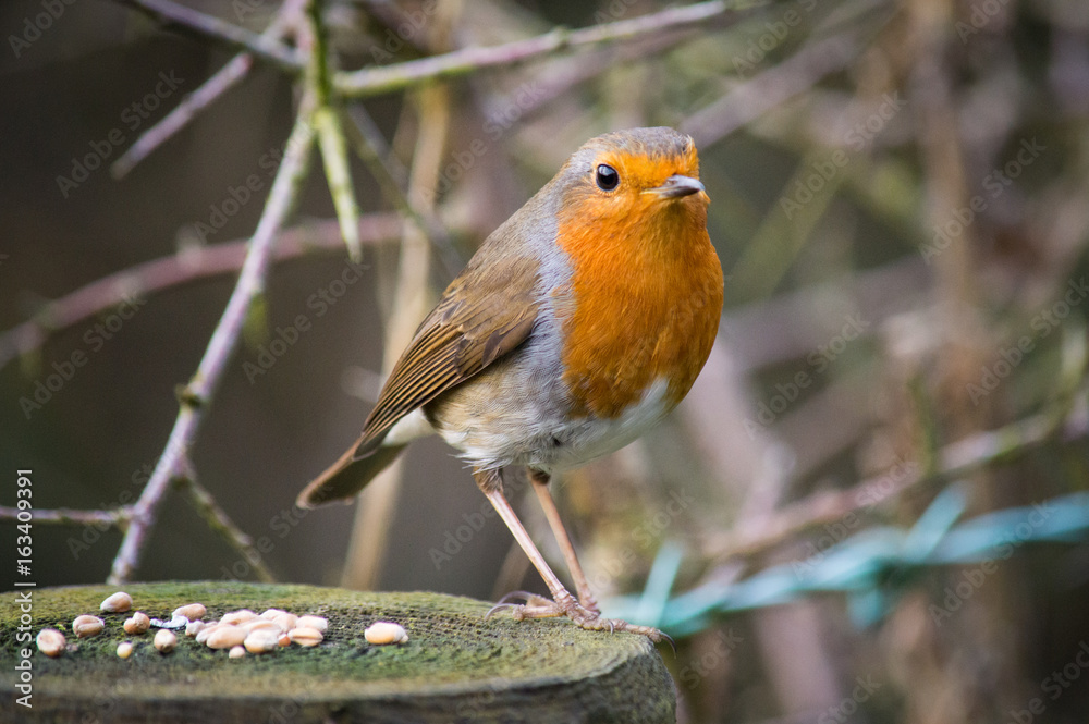Fototapeta premium Robin standing beside seed on a wooden post