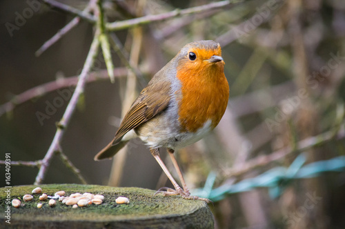 Robin standing beside seed on a wooden post