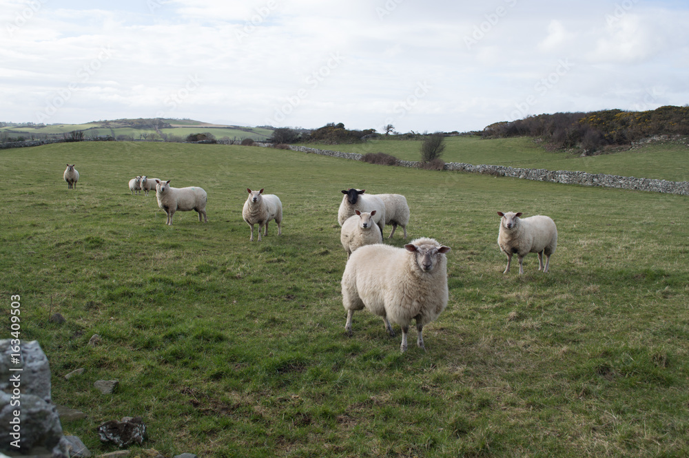 Sheep staring