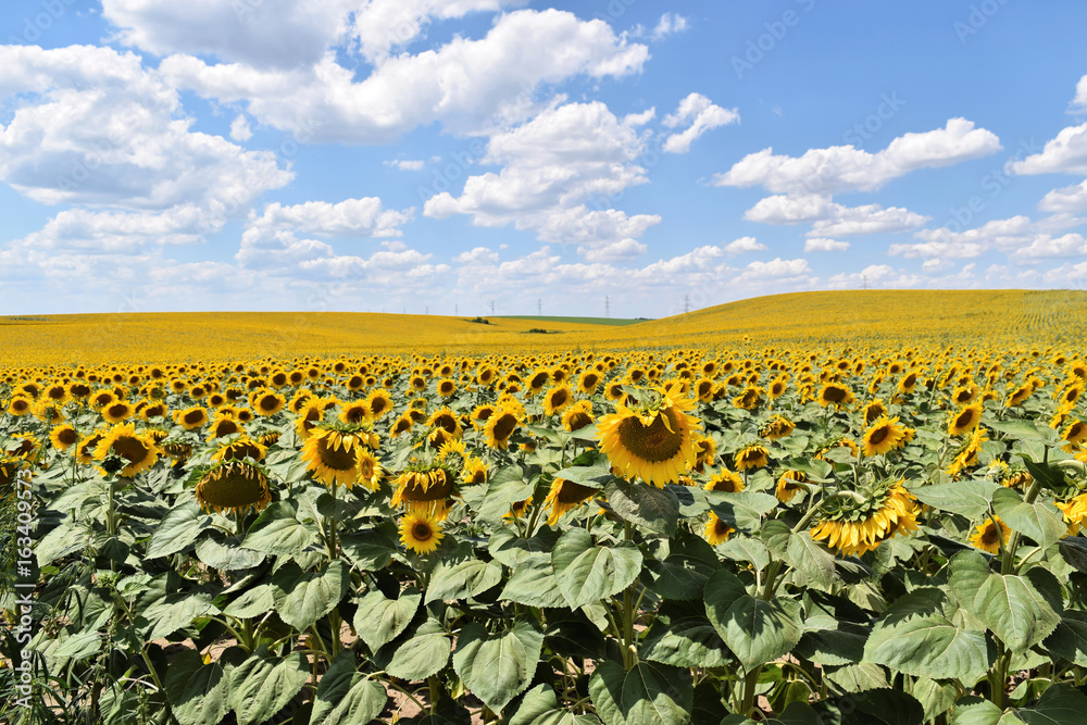 Obraz premium Large sunflower farm in Europe during summertime