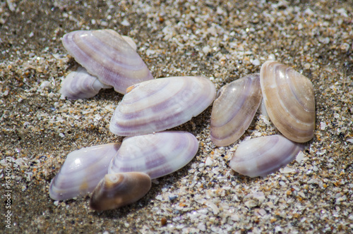 Shells of donax on the beach