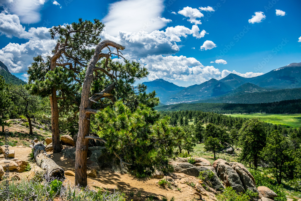 Majestic ancient pines. Green summer valley in the Rocky Mountains