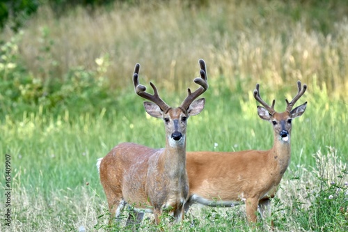 White-tailed buck deer  Odocoileus virginianus 