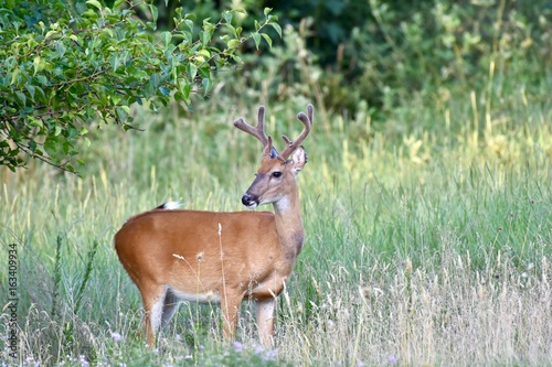White-tailed buck deer  Odocoileus virginianus 