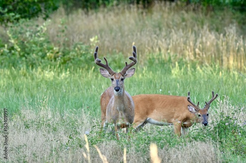 White-tailed buck deer (Odocoileus virginianus)