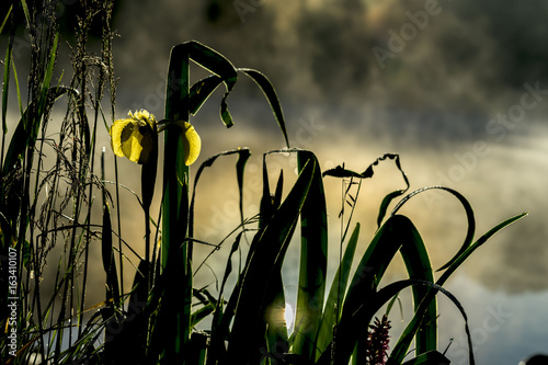 Golden light of early morning from Wild flower of beautiful yellow iris. Summer pond, dawn, first rays of sun. Seasons, ecology, beauty of nature, natural background © svetlanais