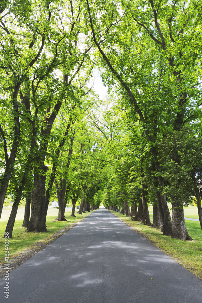 A perspective view of country side road build through beautiful grown trees. Shot in portrait format.
