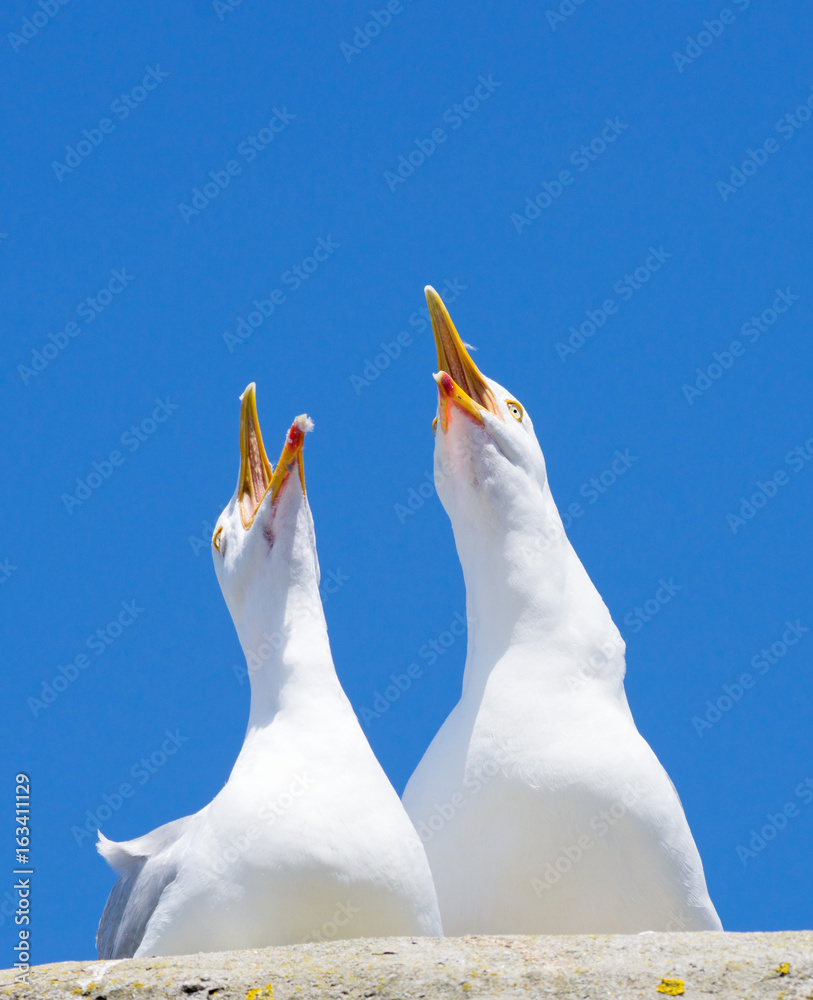 Obraz premium Two seagulls squawking loudly