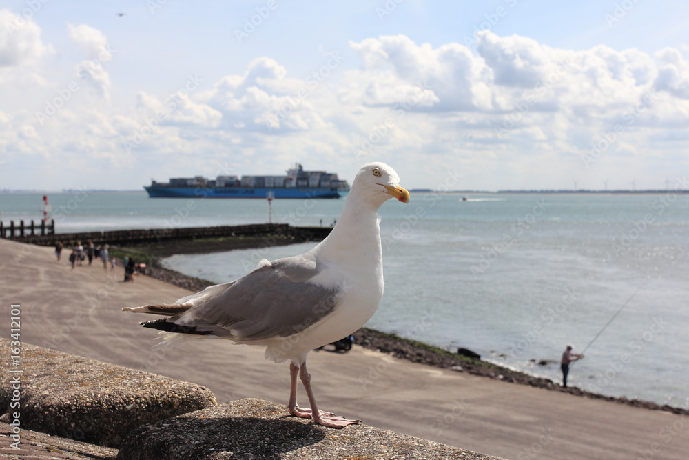 gull (Larus argentatus) gull (Larus argentatus)