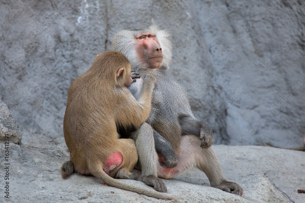 Hamadryas baboon (Papio hamadryas).