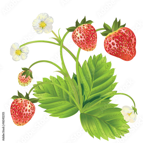 Vector strawberry