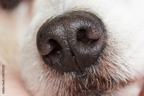 Foto Macro of wet dog poodle nose