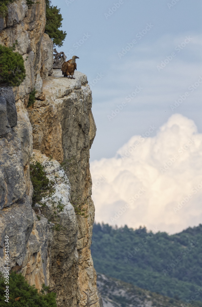 Griffon vulture standing on the cliff, Drome provencale, France