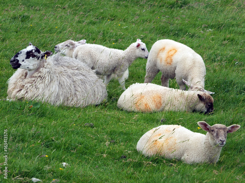 lambs and sheep grazing in a field