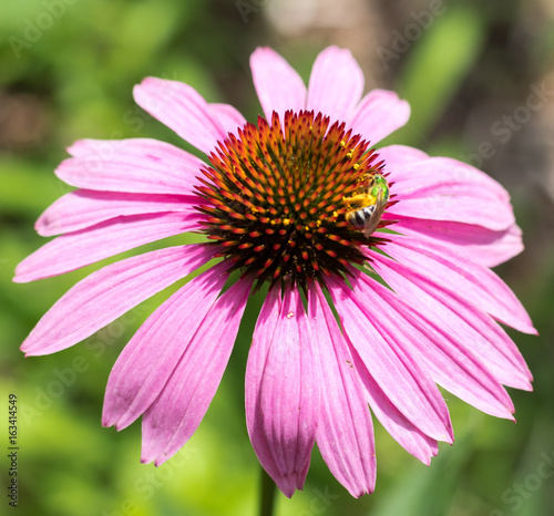 Insect on Echinacea Flower