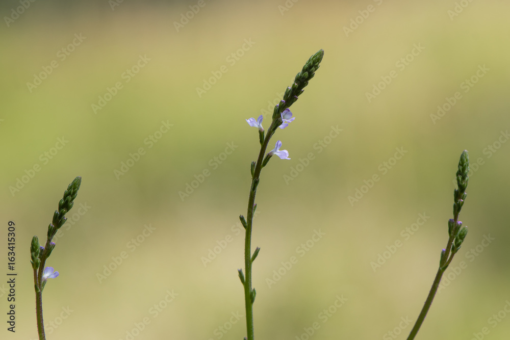 Vervain (Verbena officinalis) flower spikes. Plant in the family Verbenaceae with purple flowers Vervain (Verbena officinalis) flower spikes. Plant in the family Verbenaceae with purple flowers