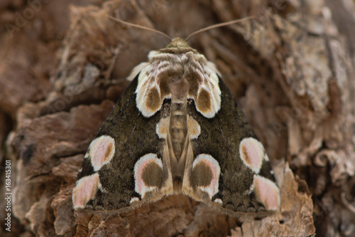 Peach blossom  Thyatira batis  moth. British insect in the family Drepanidae at rest on bark  with attractive markings on forewings