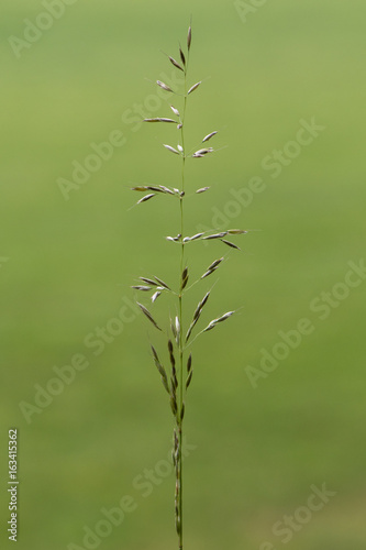 False oat-grass (Arrhenatherum elatius) in flower. Panicle of tufted perennial grass common in lowland British grassland including verges and meadows photo