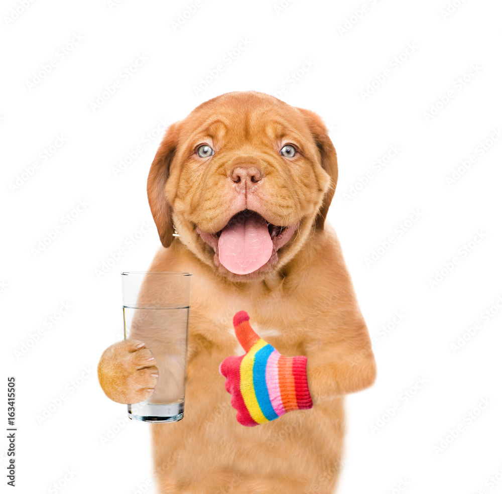 Obraz premium Puppy is holding a glass of clean water and showing thumbs up. isolated on white background