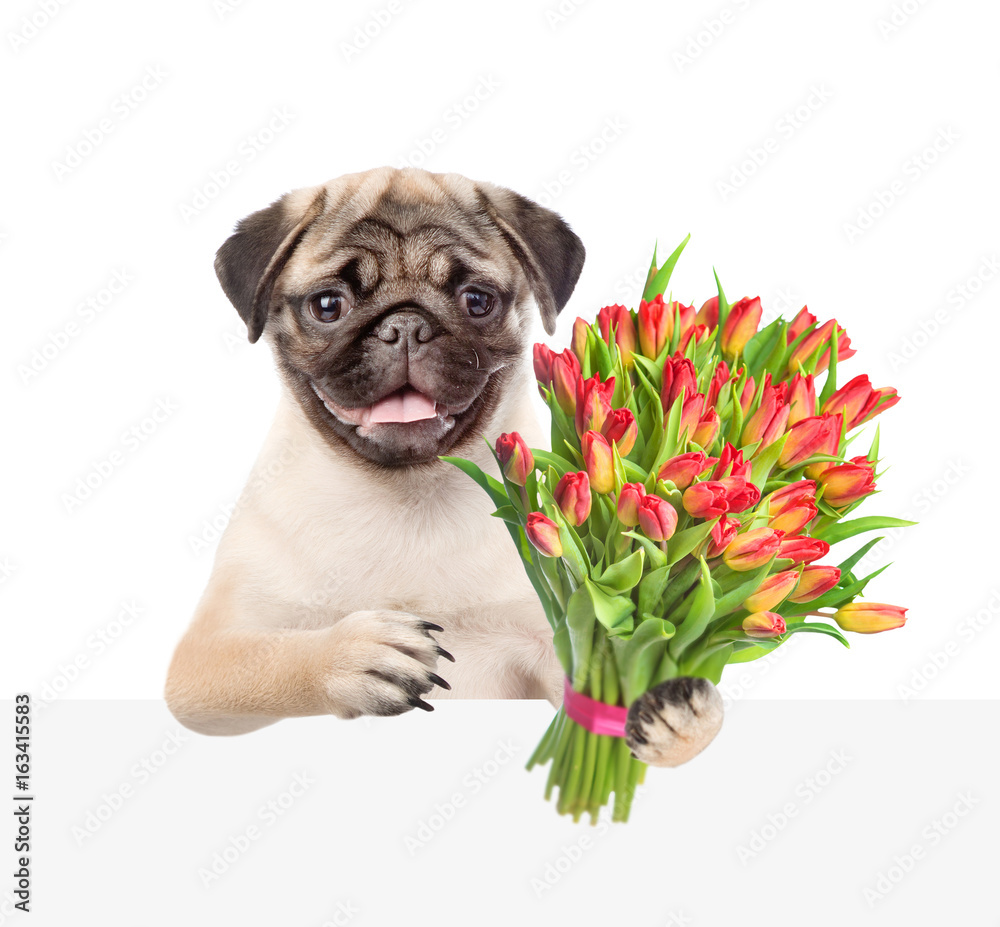 Puppy with a bouquet of tulips above white and blank banner. isolated on white background