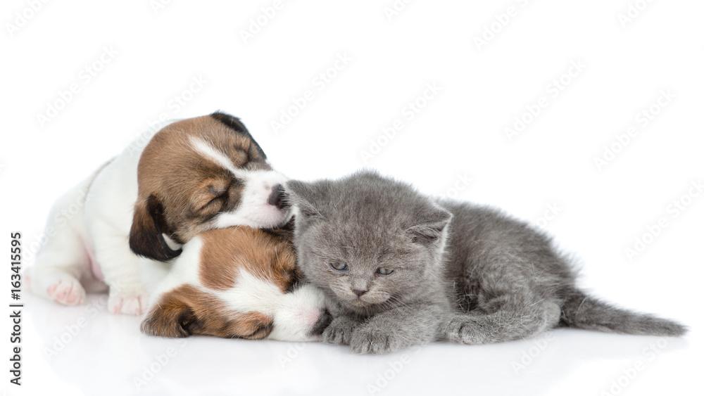 Kitten with sleeping puppies Jack Russell. isolated on white background