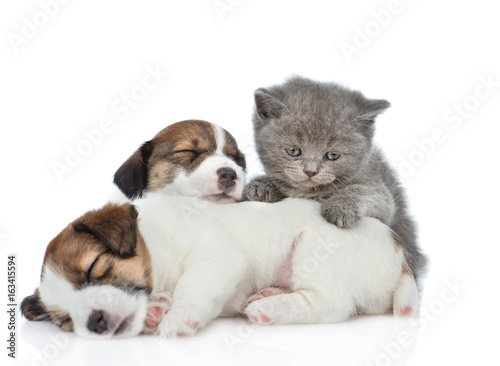 Kitten and sleeping puppies Jack Russell. isolated on white background © Ermolaev Alexandr